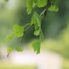 Ginkgo biloba mon arbre préféré pour la forme des feuilles_prise de vue 2. 26 juin 2022 bord du canal derrière résidence du canal. Corentin Costard